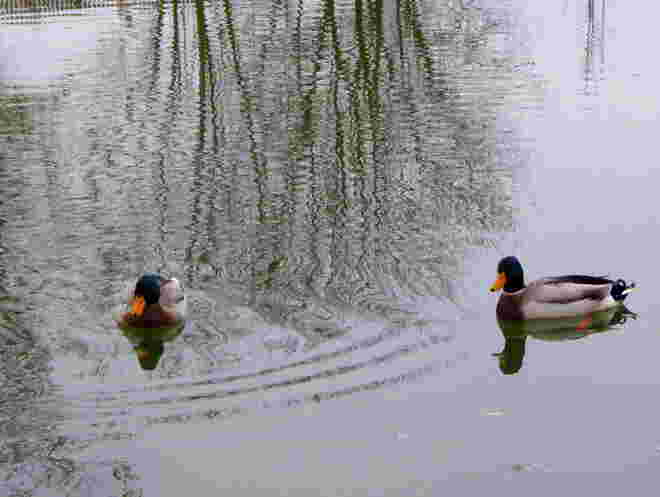 Enten...