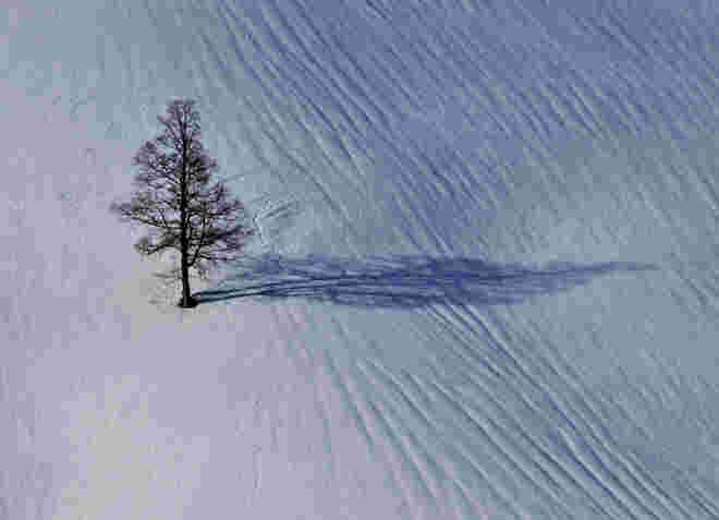 winterlicher Baum