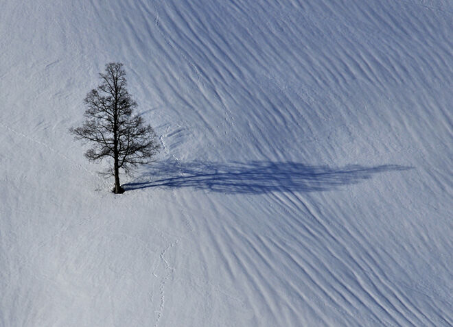 Baum im Winter