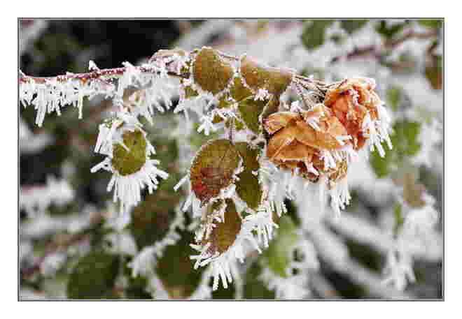 "Christrose" - etwas anders .....