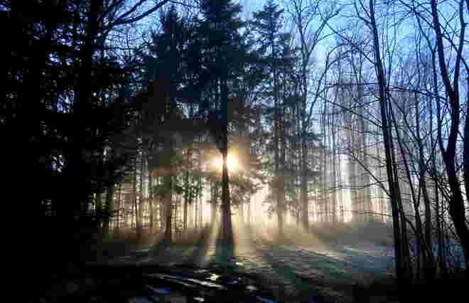Weihnachtsleuchten im Wald