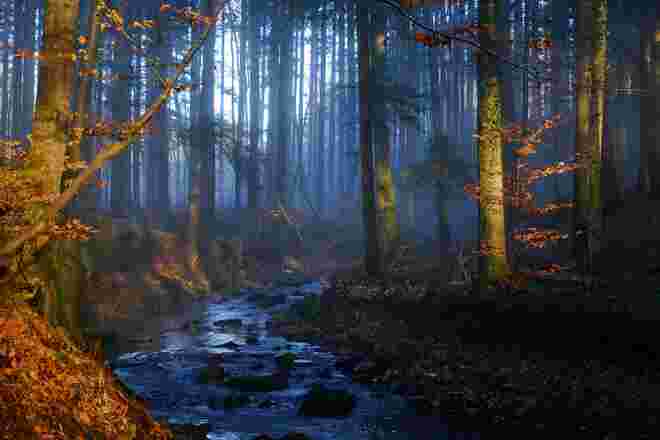 Im Weihnachtswunderwald