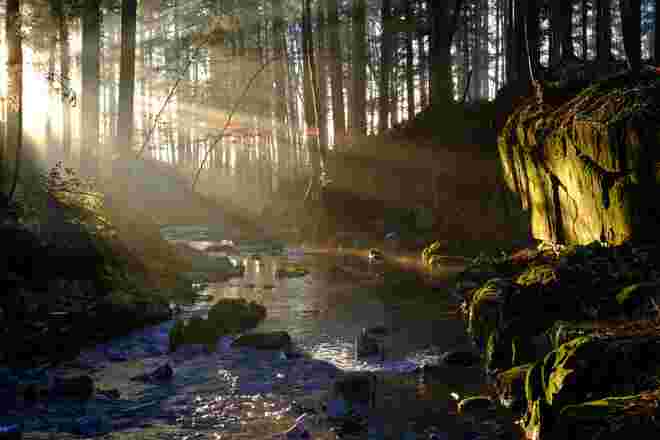 Im Weihnachtswunderwald1