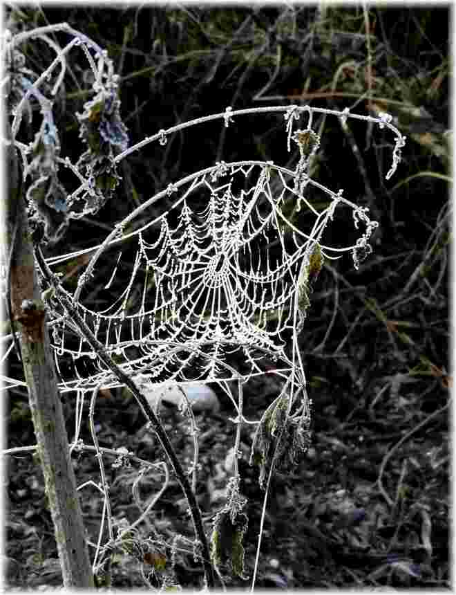 Morgenfrost im Spinnennetz