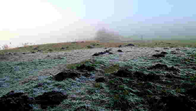 Impression der Maulwurfs-Christtagsfeier