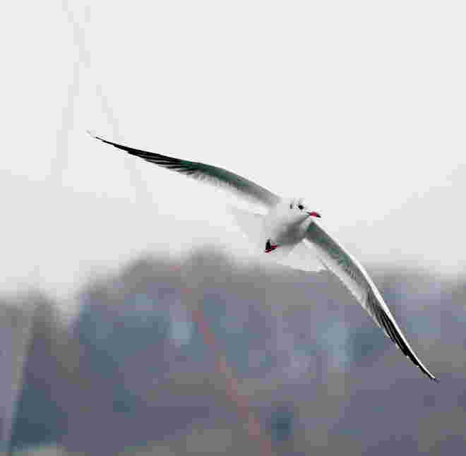 Der Möwe Flug