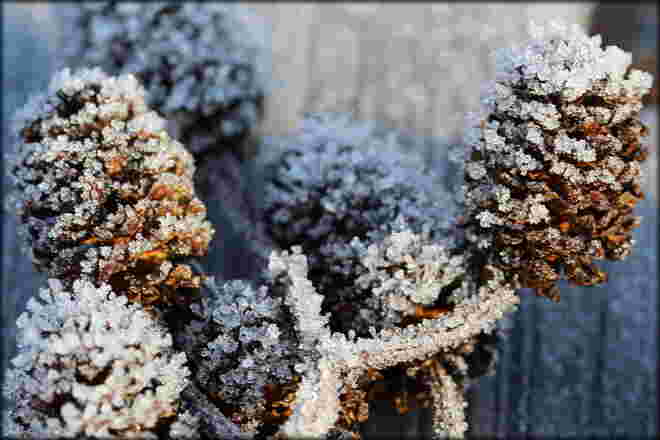frostige Nächte