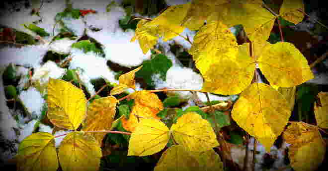 "HERBSTBLÄTTER IM SCHNEE 2"