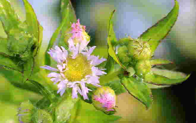 "FROSTRESISTENZ"