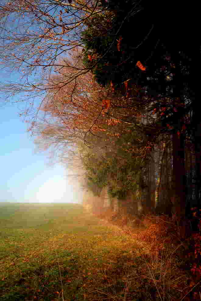 Nebeldunst am Waldrand