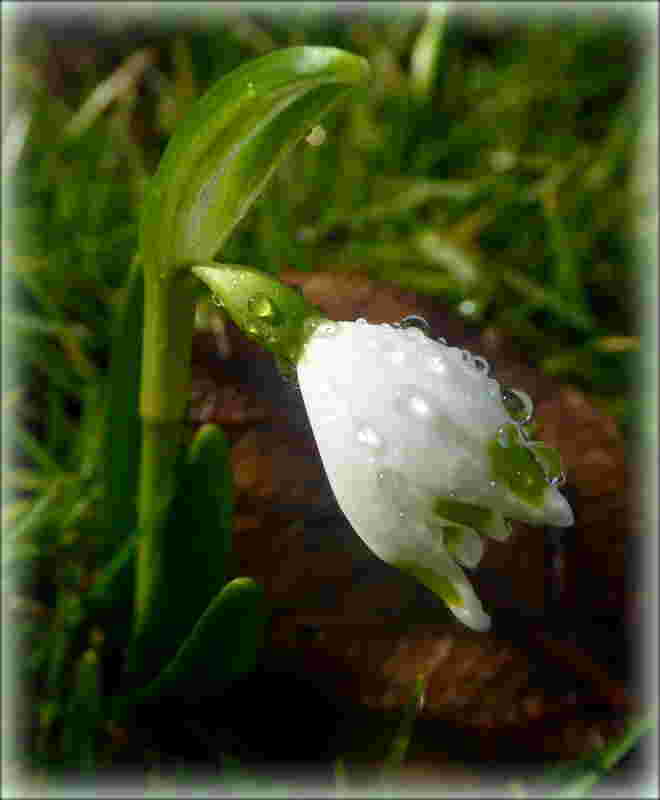 Frühlingsknotenblume ..