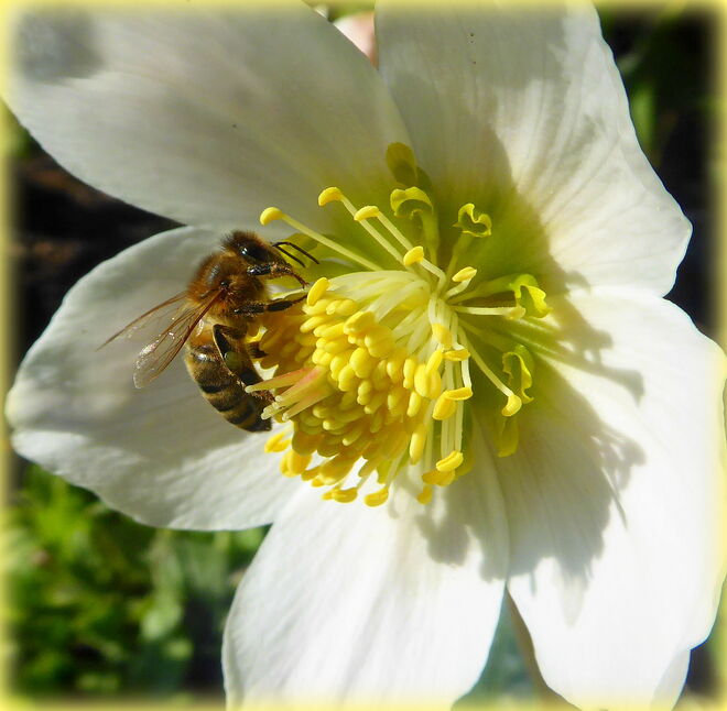 die Bienen fliegen schon aus..