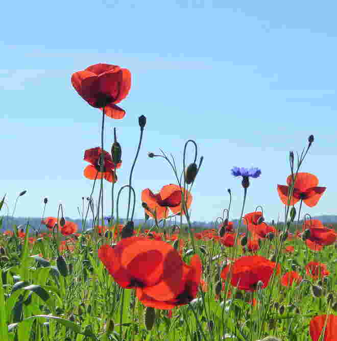 Mohnblumen