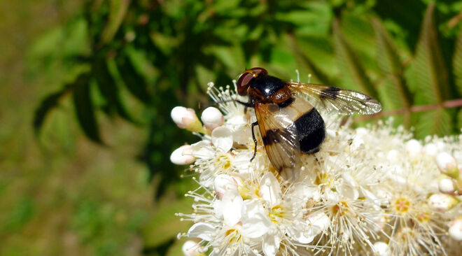 Eine Trickserin zu Besuch in unsrem Garten