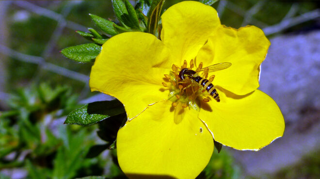 Im Pollen-Schlaraffenland