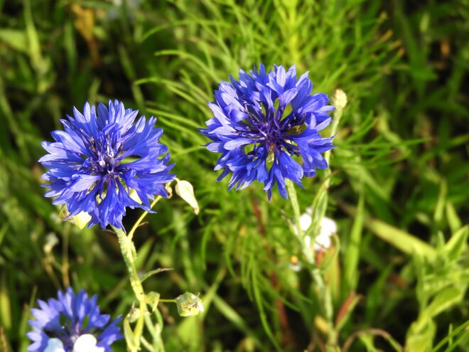 Kornblumen