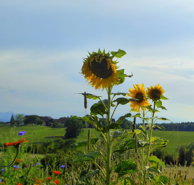 die Sonnenblumen blühen...