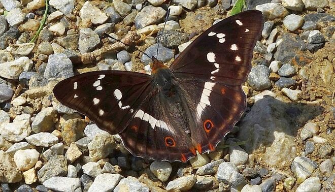 Großer Schillerfalter