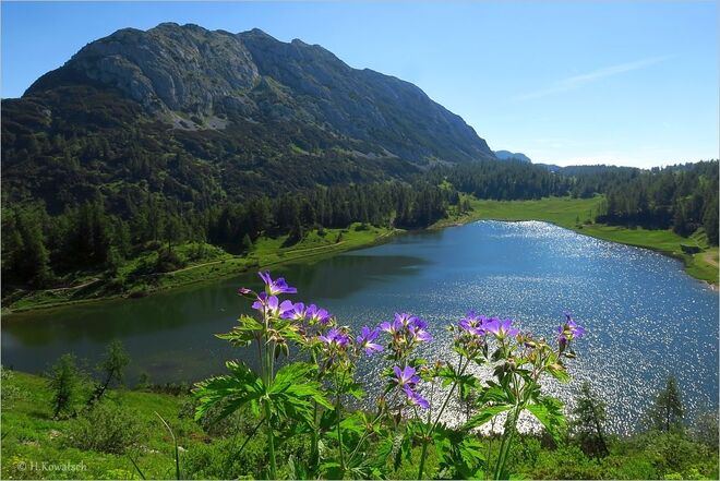 Storchenschnabel vorm Großsee