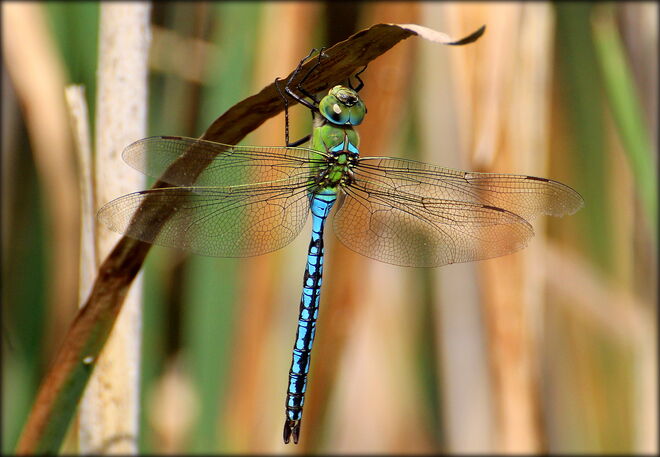 hoffentlich hält das Blatt ;)