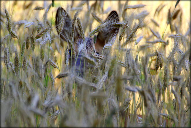 das Kornfeld hat Augen und Ohren ;)