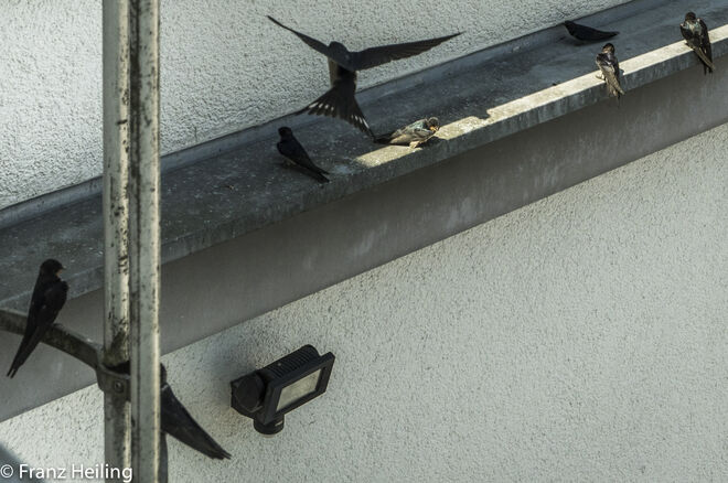 Schwalbenflughafen  ;  )