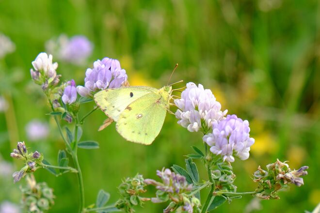 Die sommerliche Leichtigkeit des Seins 1