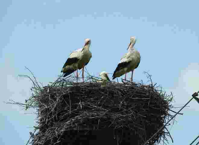Eine  Familie