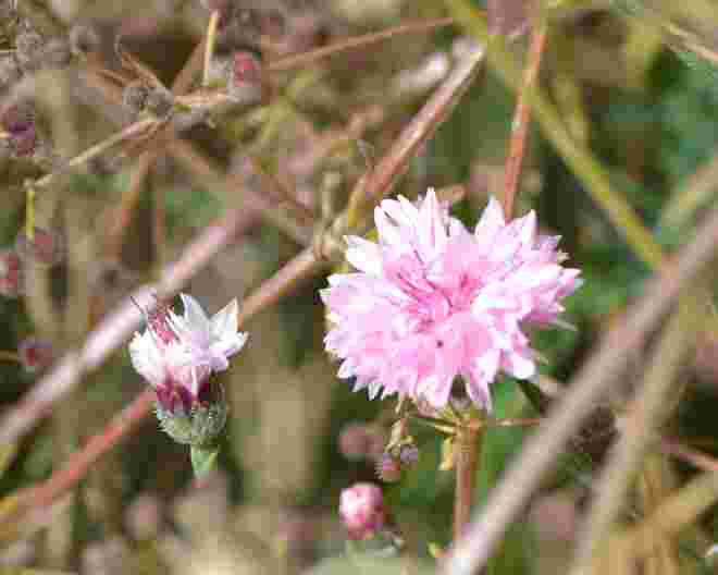 Kornblume in Pink