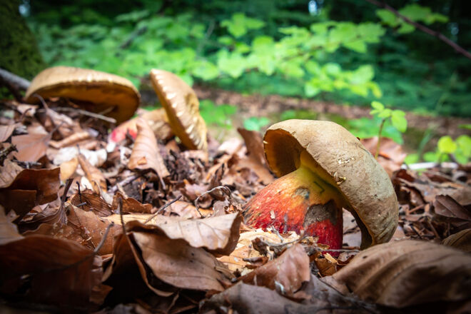 Farbe für den Wald!