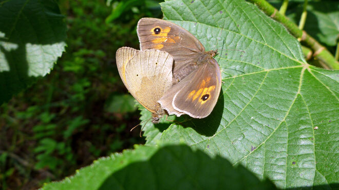 "Hei, heute morgen machÂ´ ich Hochzeit!" (My Fair Lady)