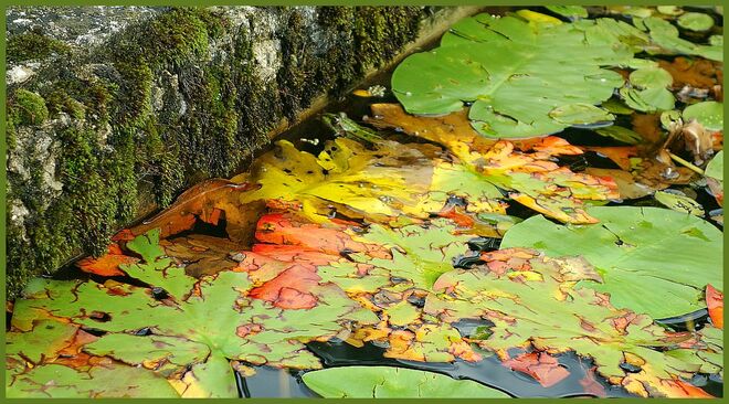 . . .  an der Klagemauer