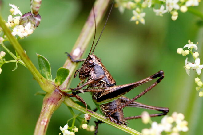 "lange Beine, lange Fühler"