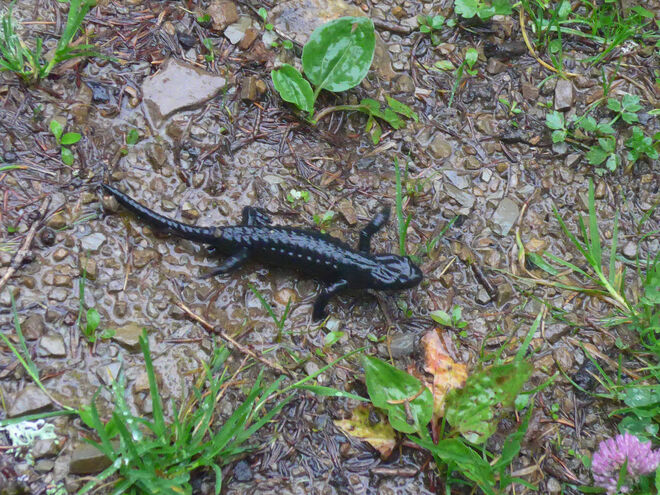 Alpensalamander