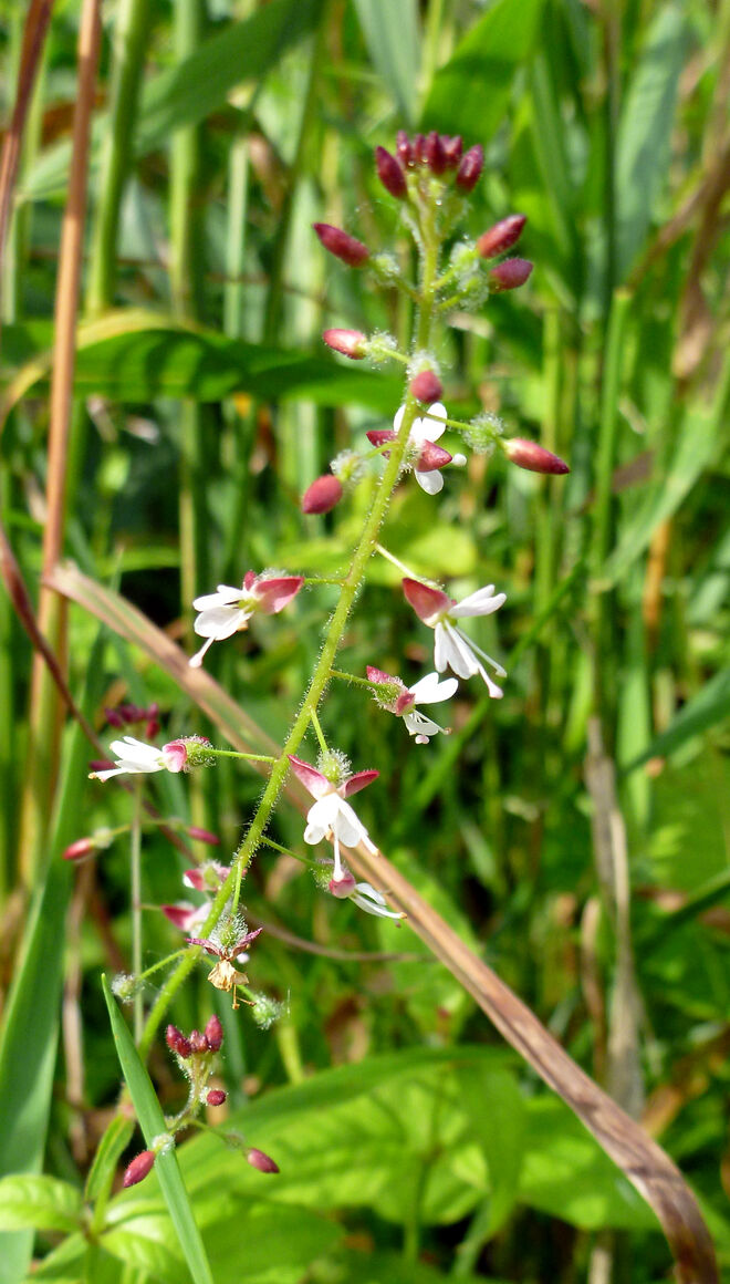 Schutz vor Unheil und Verzauberung ...
