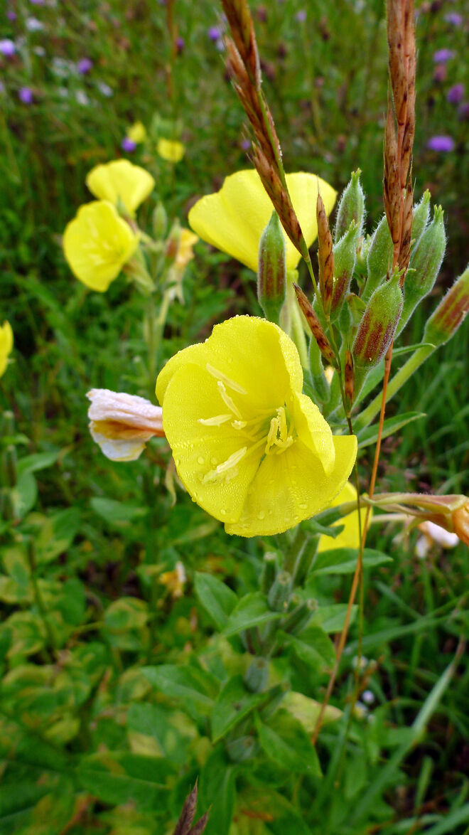 Sie duftet in der Nacht!