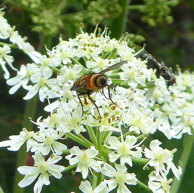 ein gefährlicher Brummer...