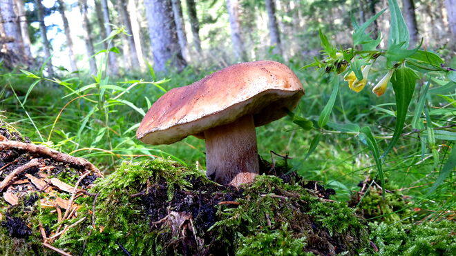 Ein Männlein steht im Walde......