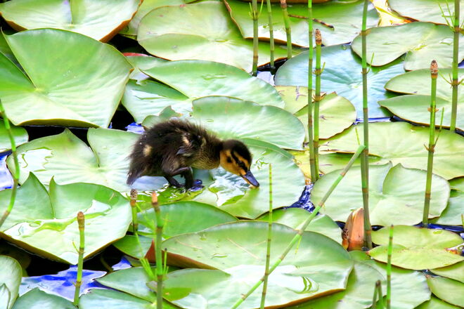 Kleiner Gast auf den Seerosenblättern