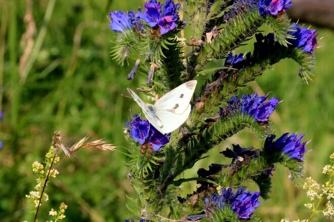 Blauer Natternkopf mit Weißling