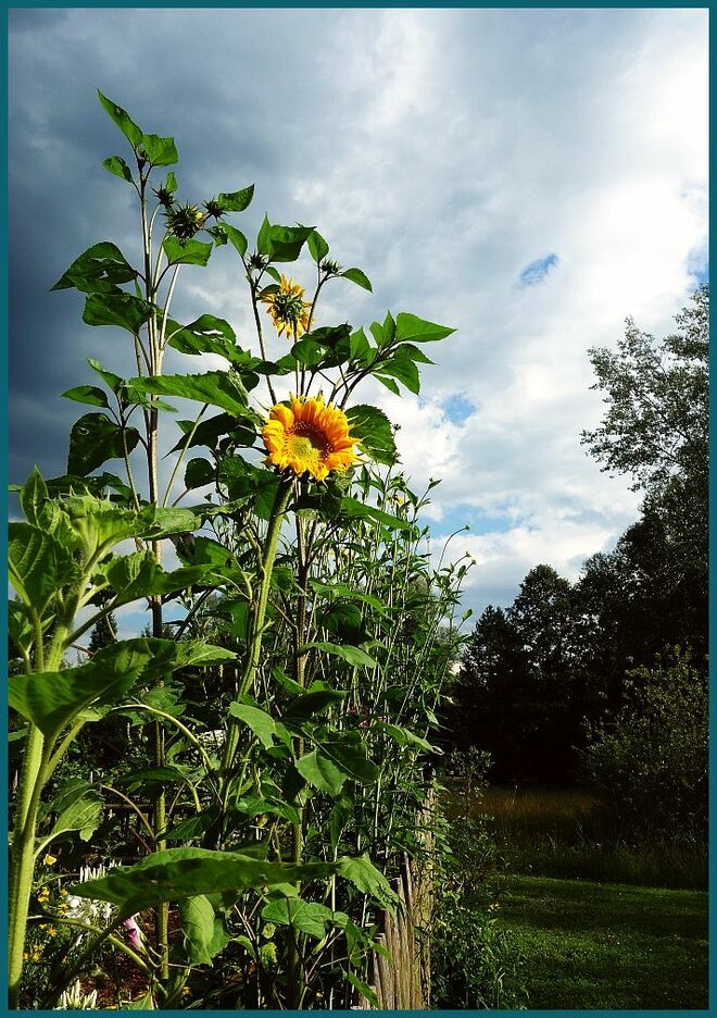 . . . lieber schnell heimwärts