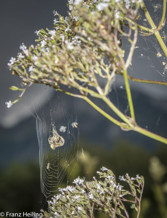 Der Spinne Speisekammer