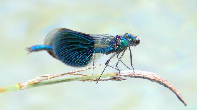 Gebänderte Prachtlibelle?