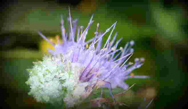 "NATUR-SPIKES"