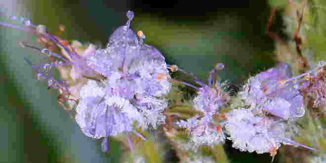 "FROSTIGE STIMMUNG "