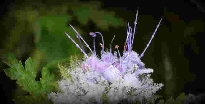 "FROSTIGE STIMMUNG 2"