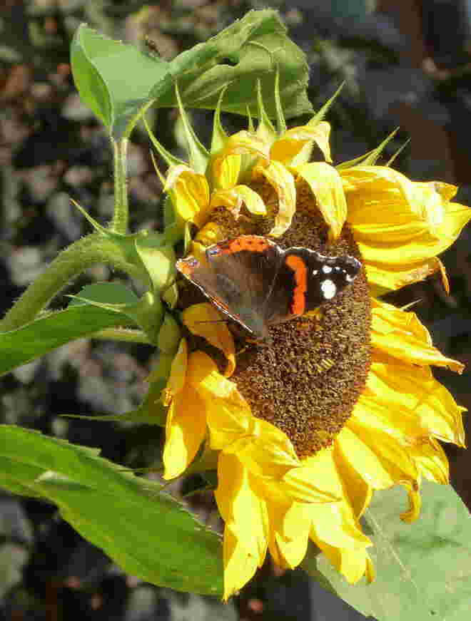 Besuch auf der Sonnenblume