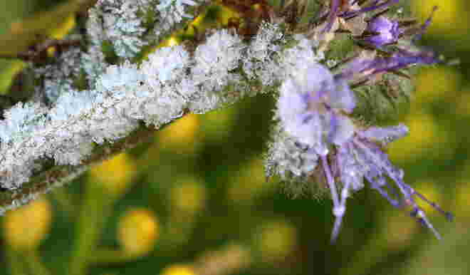 "FROST IM SONNENBLUMENFELD"