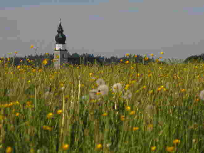 Im Blumenmeer