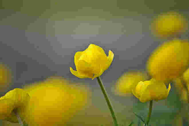Blume des Jahres 1995